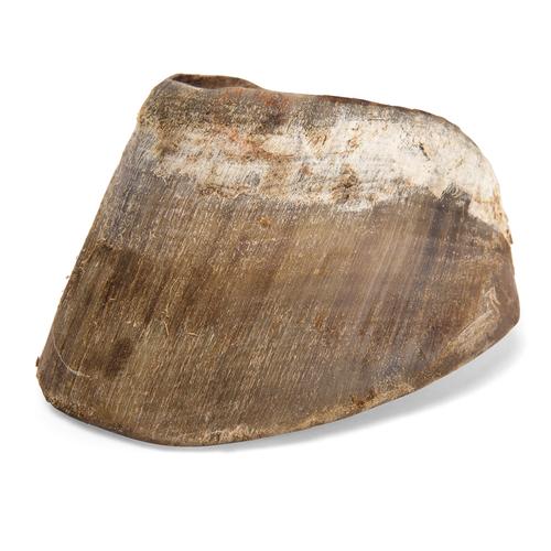 Pata y casco de caballo (Equus ferus caballus), preparados, 1021051 [T300231], Osteología