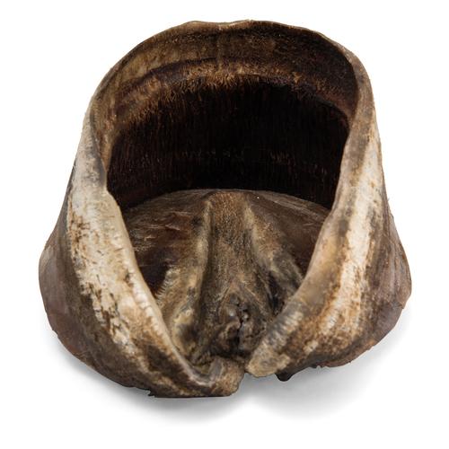Pata y casco de caballo (Equus ferus caballus), preparados, 1021051 [T300231], Osteología