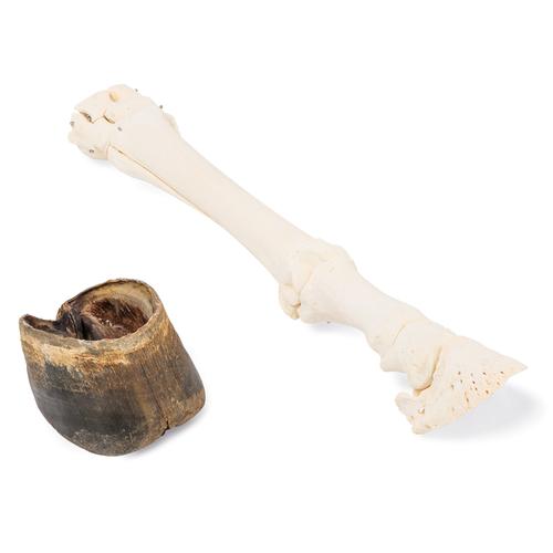 Horse (Equus ferus caballus), carpal bones, specimen, 1021053 [T30023A], Osteology
