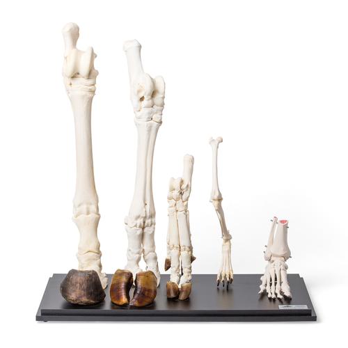 Задние конечности различных млекопитающих (Mammalia), 1021042 [T300241], Сравнительная анатомия