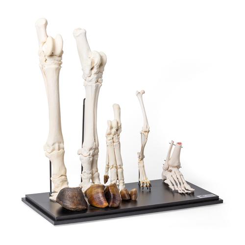 Emlős lábsor fatalpon - hátsó lábakkal, 1021042 [T300241], Összehasonlító anatómia
