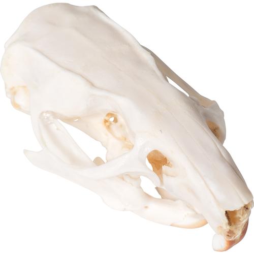 Cráneo de rata (Rattus rattus), preparado, 1021038 [T300271], Roedores (Rodentia)