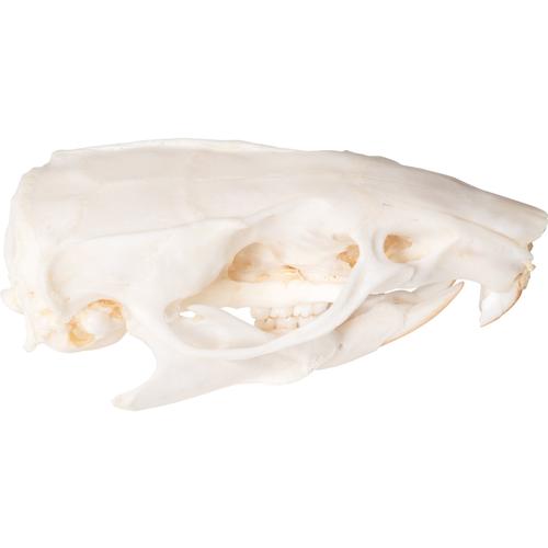 Cráneo de rata (Rattus rattus), preparado, 1021038 [T300271], Animales pequeños