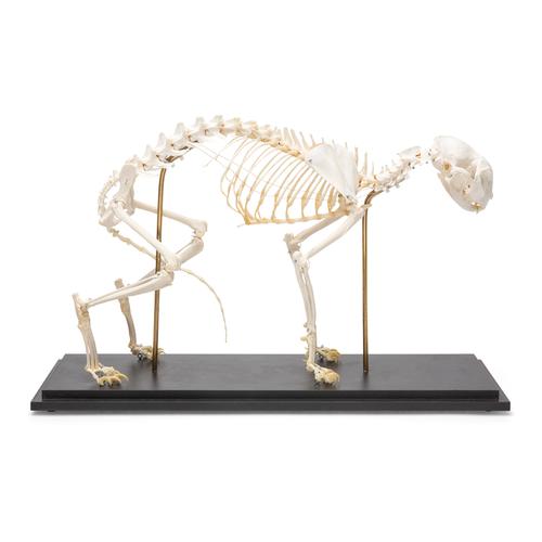 Esqueleto de gato (Felis catus), preparado, 1020969 [T300281], Mascotas