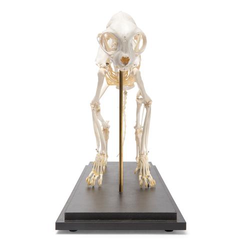 Cat Skeleton, rigidly mounted, 1020969 [T300281], Evcil