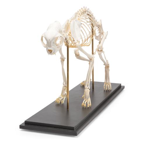 Esqueleto de gato (Felis catus), preparado, 1020969 [T300281], Depredadores (Carnivora)