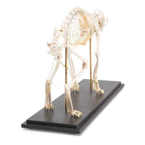 Cat Skeleton (Felis catus), Specimen, 1020969 [T300281], Predators (Carnivora)