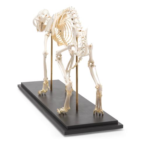 Esqueleto de gato (Felis catus), preparado, 1020969 [T300281], Mascotas