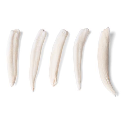 Зубы различных млекопитающих (Mammalia), 1021044 [T300291], Сравнительная анатомия