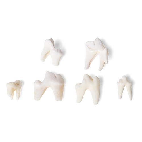 Tipi di denti di diversi mammiferi (Mammalia), 1021044 [T300291], Anatomia comparata
