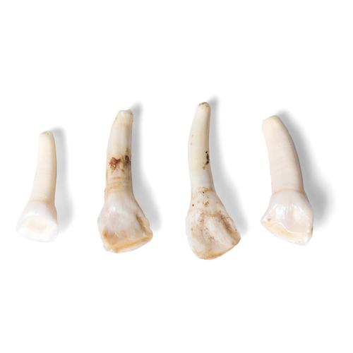 Tipos de dientes de diferentes mamíferos (Mammalia), 1021044 [T300291], Anatomía comparativa