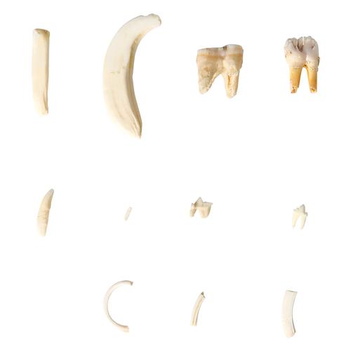 Modèles de vraies dents de diffêrents mammifères (Mammalia), version Deluxe, 1021046 [T300292], Anatomie comparée