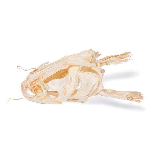 鲶鱼头，标本(Silurus glanis), 1020965 [T30030], 鱼类