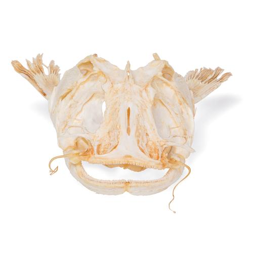 Catfish Skull, 1020965 [T30030], Balık