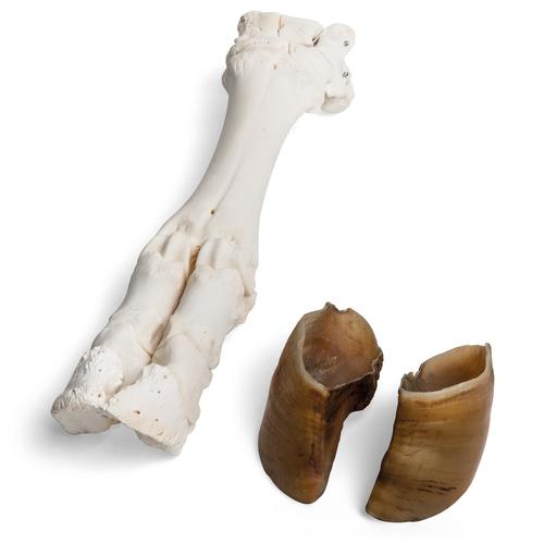 Pied de bœuf (Bos taurus), prêparation en os naturels, 1021063 [T300311], Anatomie comparée