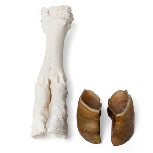 Pata de bovino (Bos taurus), disecada, 1021063 [T300311], Osteología