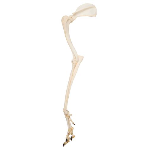 Dog Leg (Canis lupus familiaris), Specimen, 1021059 [T300321], osteoloji