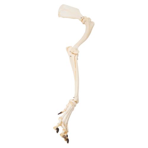 家犬腿(中华田园犬)，标本, 1021059 [T300321], 骨学