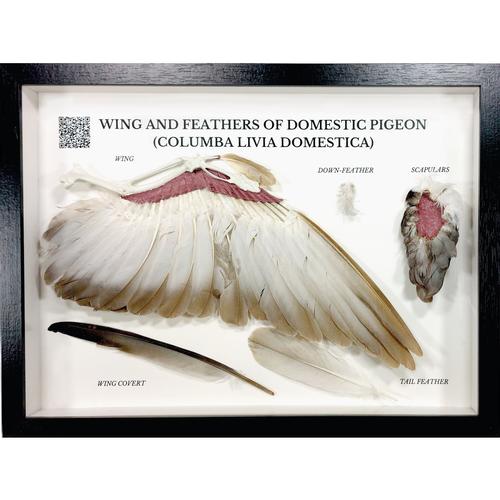 Satz &bdquo;Taubenfl&uuml;gel und -federn (Columba livia domestica)&ldquo;, Pr&auml;parat, 1021041 [T300331], Tiermodelle