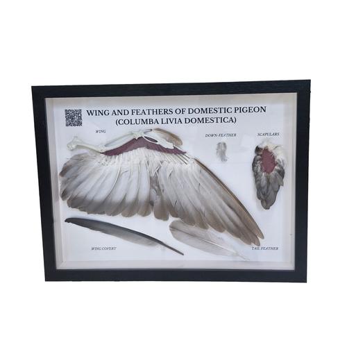 Satz &bdquo;Taubenfl&uuml;gel und -federn (Columba livia domestica)&ldquo;, Pr&auml;parat, 1021041 [T300331], Tiermodelle