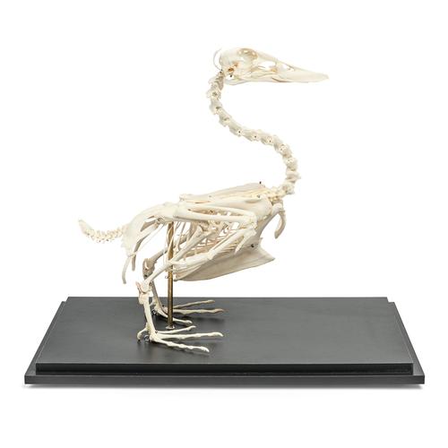 Esqueleto de pato (Anas platyrhynchos domestica), preparado, 1020979 [T300351], Pájaros