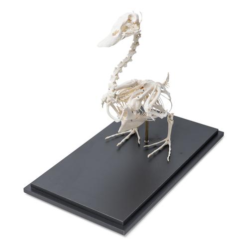 Squelette de canard (Anas platyrhynchos domestica), modèle prêparê, 1020979 [T300351], Oiseaux