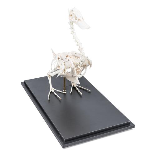 Squelette de canard (Anas platyrhynchos domestica), modèle prêparê, 1020979 [T300351], Oiseaux
