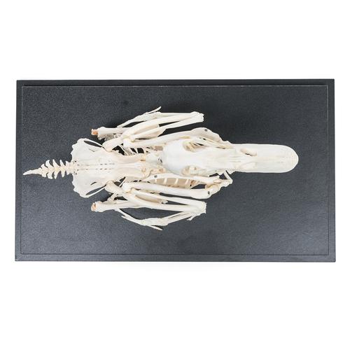 Скелет домашней утки (Anas platyrhynchos ­domestica), уебное пособие, 1020979 [T300351], Скелеты птиц