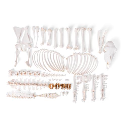 Скелет домашней овцы (Ovis aries), овца, разобранный, 1021026 [T300361fU], Кости и скелеты животных