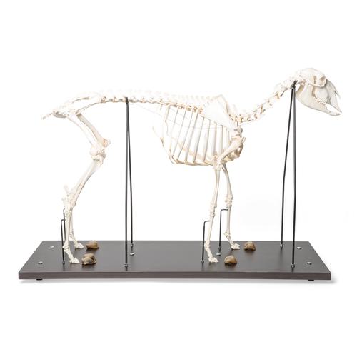 Squelette de mouton (Ovis aries), mâle, modèle prêparê, 1021025 [T300361m], Bétail