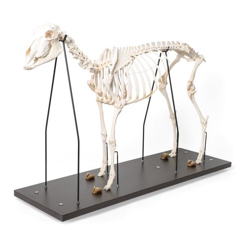 Скелет домашней овцы (Ovis aries), баран, препарат, 1021025 [T300361m], Скелеты сельскохозяйственных животных