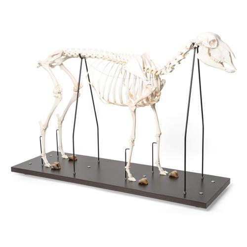 Esqueleto de carnero domêstico (Ovis aries), preparado, 1021025 [T300361m], Ganado