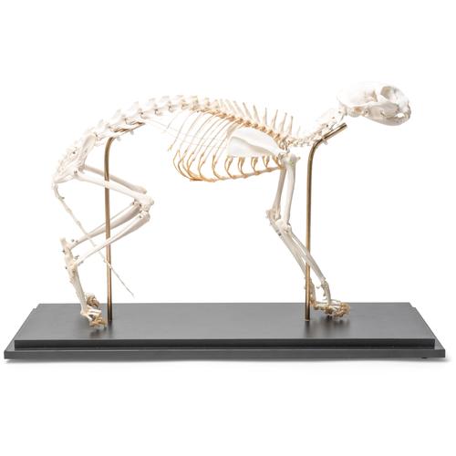 Cat Skeleton (Felis catus), Flexibly Mounted, Specimen, 1020970 [T300391], Predators (Carnivora)