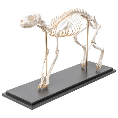 Esqueleto de gato (Felis catus), de montaje flexible, preparado, 1020970 [T300391], Mascotas