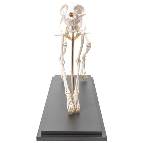 Macska csontváz (Felis catus), rugalmasan szerelt, 1020970 [T300391], Háziállatok