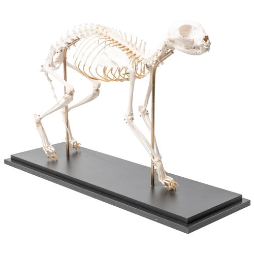 Esqueleto de gato (Felis catus), de montaje flexible, preparado, 1020970 [T300391], Depredadores (Carnivora)