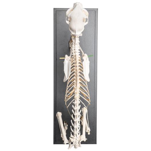 Скелет кошки (Felis catus), гибкий, препарат, 1020970 [T300391], Скелеты домашних животных