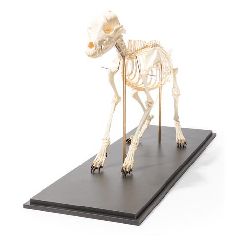 Esqueleto de cachorro (Canis lupus familiaris), tamanho L, preparado de forma flexível, preparado, 1020991 [T300401L], Carnívoros (Carnivora)