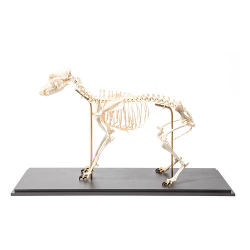 Dog skeleton, M, flexibly mounted, 1020990 [T300401M], Etçil Hayvanlar (Carnivora)