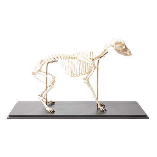 Esqueleto de cachorro (Canis lupus familiaris), tamanho M, montado de forma flexível, preparado, 1020990 [T300401M], Carnívoros (Carnivora)