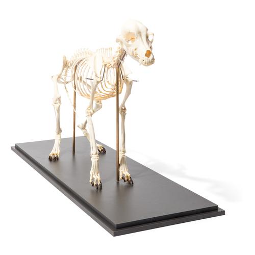 Dog skeleton, M, flexibly mounted, 1020990 [T300401M], Etçil Hayvanlar (Carnivora)