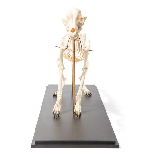 Dog Skeleton (Canis lupus familiaris), Size M, Flexibly Mounted ...