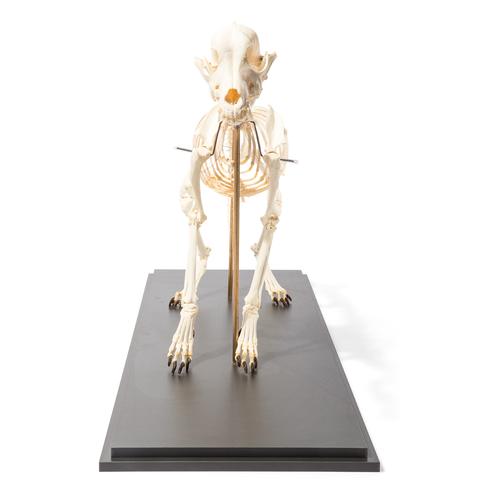 Esqueleto de cachorro (Canis lupus familiaris), tamanho M, montado de forma flexível, preparado, 1020990 [T300401M], Carnívoros (Carnivora)