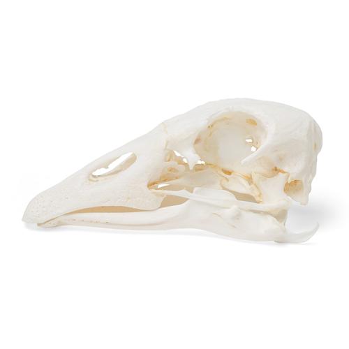 Crânio de ganso (Anser anser domesticus), preparado, 1021035 [T30042], Pássaros