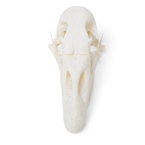 Cráneo de ganso (Anser anser domesticus), preparado, 1021035 [T30042], Estomatología