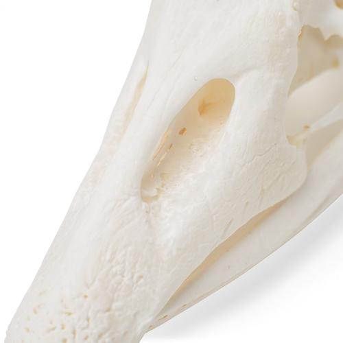 Cráneo de ganso (Anser anser domesticus), preparado, 1021035 [T30042], Pájaros