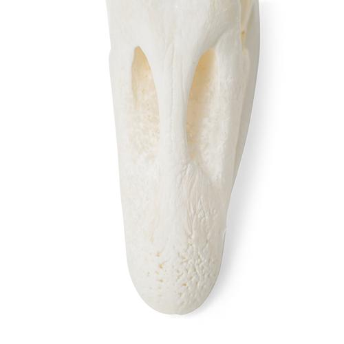 Cráneo de ganso (Anser anser domesticus), preparado, 1021035 [T30042], Ornitología (aves)