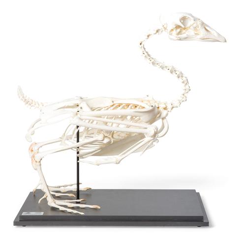 Esqueleto de ganso (Anser anser domesticus), preparado, 1021033 [T300451], Ornitología (aves)