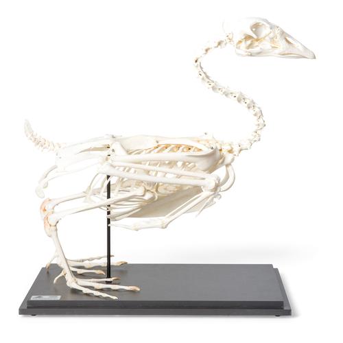 G&auml;nseskelett (Anser anser domesticus), Pr&auml;parat, 1021033 [T300451], Tiermodelle