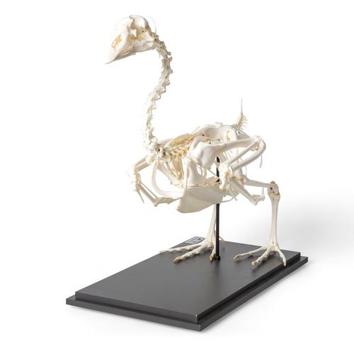 Goose Skeleton (Anser anser domesticus), Specimen, 1021033 [T300451], 조류